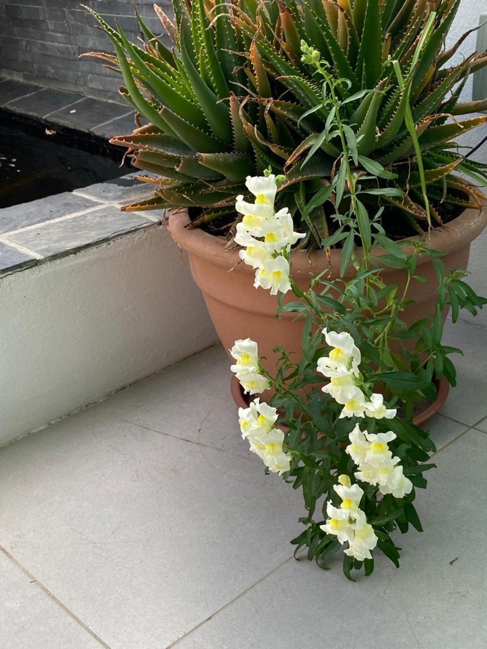 Apartment Braeside 12 *